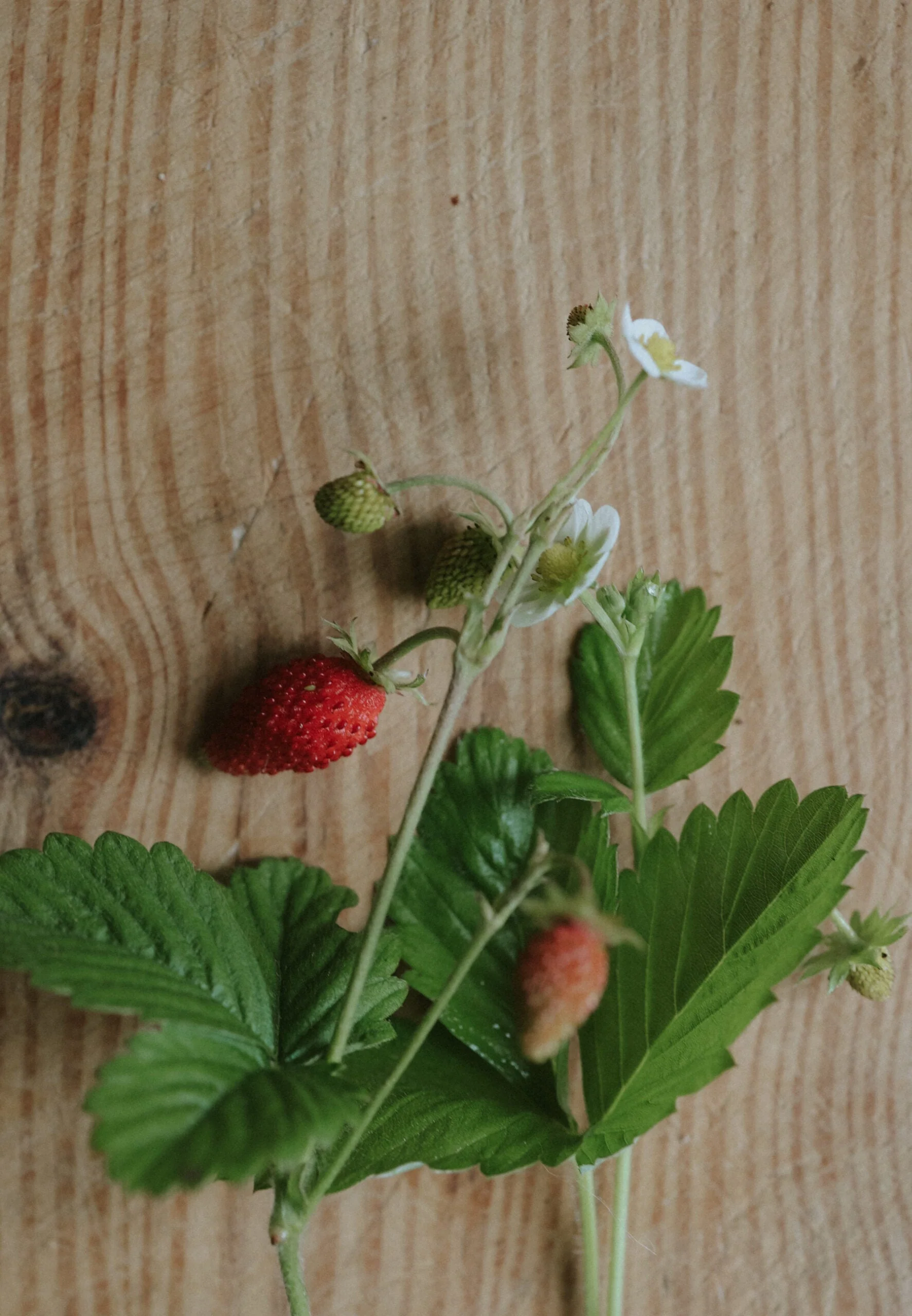 Miniatyrbild 2