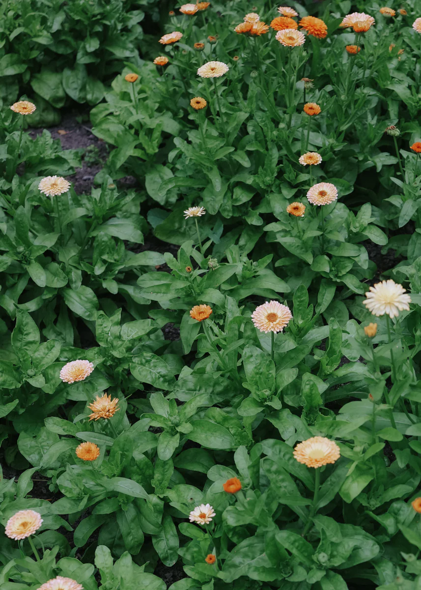 Floreas bästsäljare
